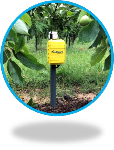 FieldGuard Station measuring soil moisture in Orchard